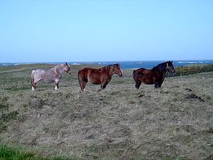 littoral breton - dunes de Pen-Enez